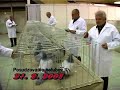 European Exhibition - Nitra, Slovakia. Pigeon judging.
