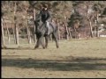 Jasper - A Fell Pony Jasper - A Fell Pony