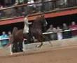 Five Gaited Grand Champion Saddlehorse Parys