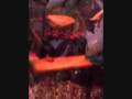 T Blondi kills mouse for fun