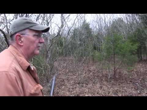 Christmas Tree Hunt
