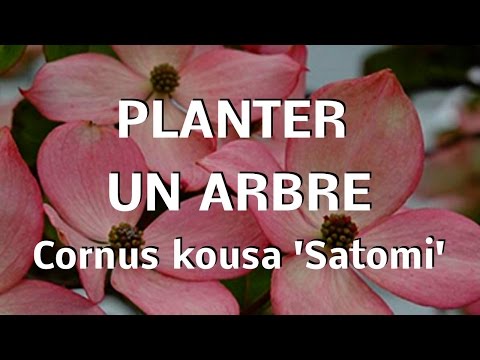 Image de prévisualisation YouTube