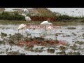 angeveettil short film