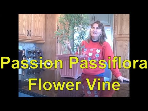 how to flower passion vine