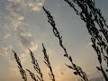 ウルガの丘－元ちとせ