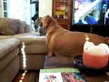 Dakota &amp; Tuna, "Dog-Cat Fight" Funny - Thumb #1