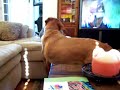 Dakota & Tuna, \"Dog-Cat Fight\" Funny