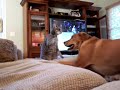 Dakota &amp; Tuna, "Dog-Cat Fight" Funny - Thumb #3