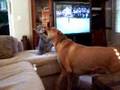 Dakota & Tuna, Dog-Cat Fight Funny