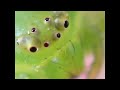 Click here to watch this video Aranha Diaea dorsata