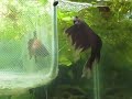 Bettas Bettas