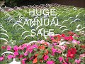 Click here to watch this video Wave Petunias.New Britain, PA Area PLANT SALE Bucks County: orserlandscaping.com