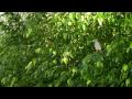 Bird in the Bush