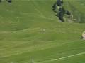 cows grazing from afar