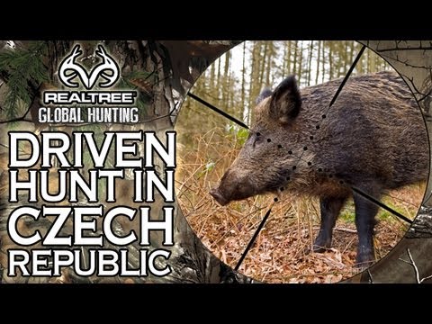 boar
