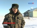 Котов-манулов отлавливают для московского зоопарка