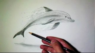 ment dessiner un dauphin tutoriel