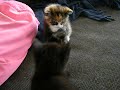 Evil Fighting Kittens