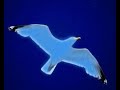 Cien Gaviotas - Duncan Dhu
