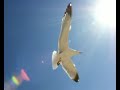 Cien Gaviotas - Duncan Dhu