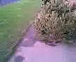 hehe lol tree time