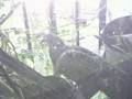 Pigeon Percher