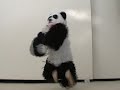 Mr Panda wants to be a rock star