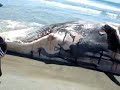 Beached as Whale at Waihi Beach Beached as Whale at Waihi Beach