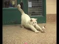 Adopt a Cat \"Marcel\" MSPCA Springfield, Massachusetts Adopt a Cat \"Marcel\" MSPCA Springfield, Massachusetts