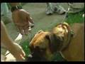 How Can Children Avoid Dog Bites