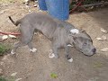 Born Insane Kennels (Bone Thugs Music) Born Insane Kennels (Bone Thugs Music)