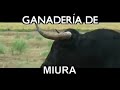 Festejos Populares del Mundo