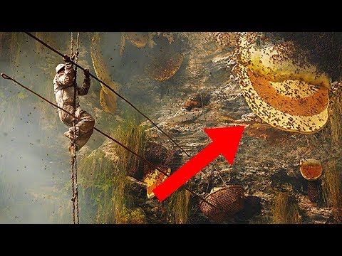 IMPORTANT Animals Humans NEED To SURVIVE!