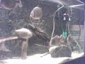 piranha