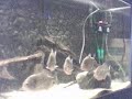 piranha