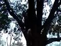 Tree Climbing Skills