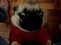 PUG CHORÃO