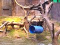 HK Ocean Park -- Panda HK Ocean Park -- Panda