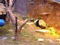 HK Ocean Park -- Panda