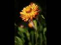 videos de single exposure HDR (Canon Rebel XTi/400D)