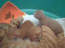 Chikane y sus 4 bebes