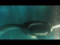 kona-manta-ray-night-dive.html