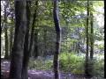 FRANCE_RAW_FOOTAGE_VILLERVILLE_2_FORET