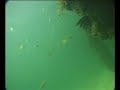 ¿Es esto una sirena o no lo es?