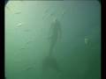 A mermaid or a good swimmer? ¿sirena real?