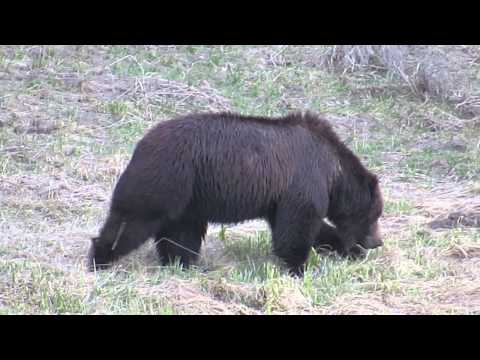 YELLOWSTONE - Huge Grizzly Bear was walking next to the road in Yellowstone National Park next to Yellowstone Lake. This guy was not at all bothered by the road or cars an...