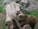 Bears play Bears play