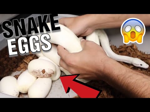 YouTube reptile video