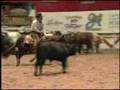 2005 NCHA Futurity Open Champion