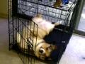 Butterball's Lazy Day